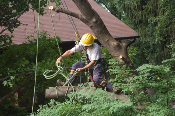 Trusted Forest Acres, SC Tree Services Experts